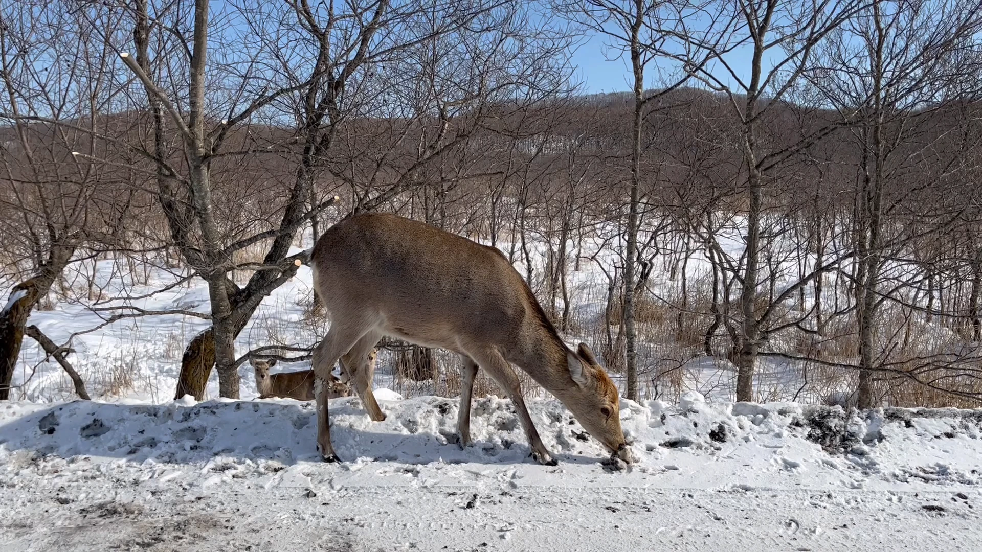 Deer